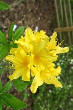 Lemonade Aromi Azalea (Rhododendron Hybrid) - 1 Gallon Pot 9 Lemonade Aromi Azalea (Rhododendron Hybrid) - 1 Gallon Pot -Wilson Bros Gardens Native Azalea Lemonade 10