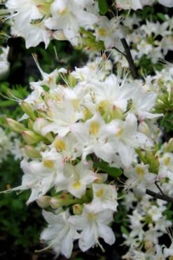 Pete McNees White Native Azalea - Rhododendron Albamanense - 3 Gallon Pot -Wilson Bros Gardens Native Azalea Pete McNees 1