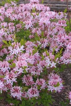 Pinxterbloom Azalea (Rhododendron Periclymenoides) - 3 Gallon Pot 16 Pinxterbloom Azalea (Rhododendron Periclymenoides) - 3 Gallon Pot -Wilson Bros Gardens Native Azalea Pinxterbloom 1