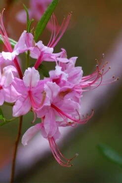 Pinxterbloom Azalea (Rhododendron Periclymenoides) - 3 Gallon Pot 21 Pinxterbloom Azalea (Rhododendron Periclymenoides) - 3 Gallon Pot -Wilson Bros Gardens Native Azalea Pinxterbloom 10