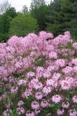 Pinxterbloom Azalea (Rhododendron Periclymenoides) - 3 Gallon Pot 17 Pinxterbloom Azalea (Rhododendron Periclymenoides) - 3 Gallon Pot -Wilson Bros Gardens Native Azalea Pinxterbloom 3