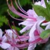 Pinxterbloom Azalea (Rhododendron Periclymenoides) - 3 Gallon Pot -Wilson Bros Gardens Native Azalea Pinxterbloom 4