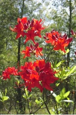 Radiant Red Aromi Azalea (Rhododendron Hybrid) - 3 Gallon Pot -Wilson Bros Gardens Native Azalea Radiant Red 6