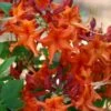 Red Pepper Aromi Azalea (Rhododendron Hybrid) - 1 Gallon Pot -Wilson Bros Gardens Native Azalea Red Pepper 1