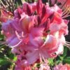 Southern Sunset Aromi Azalea (Rhododendron Hybrid) - 3 Gallon Pot 1 Southern Sunset Aromi Azalea (Rhododendron Hybrid) - 3 Gallon Pot -Wilson Bros Gardens Native Azalea Southern Sunset 1