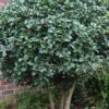 Wheeler's Cold Hardy Fragrant Tea Olive (Osmanthus) - 3 Gallon Pot -Wilson Bros Gardens Osmanthus Carl Wheeler 10