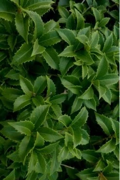 Wheeler's Cold Hardy Fragrant Tea Olive (Osmanthus) - 3 Gallon Pot -Wilson Bros Gardens Osmanthus Carl Wheeler 15