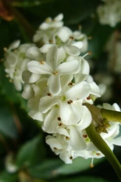 Wheeler's Cold Hardy Fragrant Tea Olive (Osmanthus) - 3 Gallon Pot -Wilson Bros Gardens Osmanthus Carl Wheeler 9