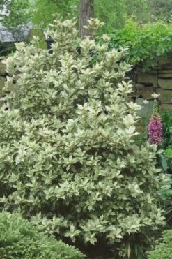 Goshiki Osmanthus (Variegated False Holly) - 5 Gallon Pot 11 Goshiki Osmanthus (Variegated False Holly) - 5 Gallon Pot -Wilson Bros Gardens Osmanthus Goshiki 20