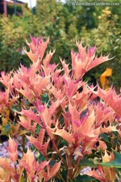 Party Lights Pink Flush Tea Olive - Osmanthus Heterophyllus - 5 Gallon Pot -Wilson Bros Gardens Osmanthus Party Lights 11