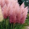 Pink Pampas Grass - 6 Pack Of 1 Gallon Pots -Wilson Bros Gardens Pampas Grass Pink 21