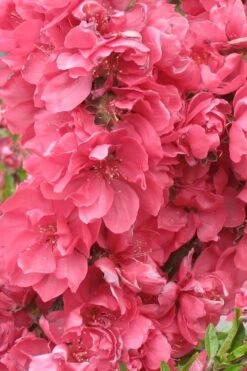 Bonanza Dwarf Patio Peach Tree - 5 Gallon -Wilson Bros Gardens Peach Bonanza 3