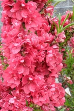 Bonanza Dwarf Patio Peach Tree - 5 Gallon -Wilson Bros Gardens Peach Bonanza 4