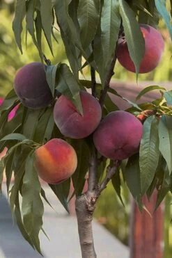 Bonanza Dwarf Patio Peach Tree - 5 Gallon -Wilson Bros Gardens Peach Bonanza 5