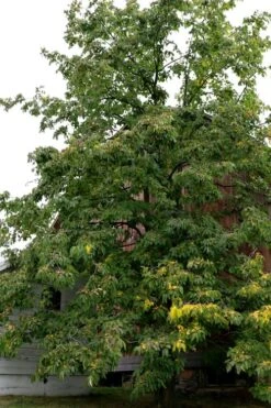 American Persimmon Tree - Diospyros Virginiana - 3 Gallon Pot 14 American Persimmon Tree - Diospyros Virginiana - 3 Gallon Pot -Wilson Bros Gardens Persimmon American 2