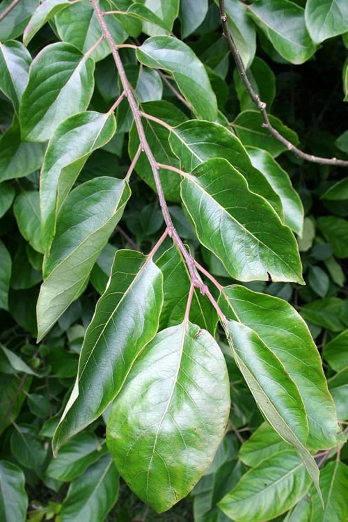 American Persimmon Tree - Diospyros Virginiana - 3 Gallon Pot 7 American Persimmon Tree - Diospyros Virginiana - 3 Gallon Pot - Image 5