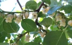 American Persimmon Tree - Diospyros Virginiana - 3 Gallon Pot 15 American Persimmon Tree - Diospyros Virginiana - 3 Gallon Pot -Wilson Bros Gardens Persimmon American 5