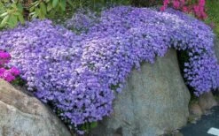 Emerald Cushion Blue Creeping Phlox - 1 Gallon Pot -Wilson Bros Gardens Phlox Emerald Blue 11