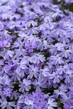 Emerald Cushion Blue Creeping Phlox - 1 Gallon Pot -Wilson Bros Gardens Phlox Emerald Blue 14