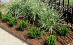 Baby Gem Boxwood - 1 Gallon Pot 14 Baby Gem Boxwood - 1 Gallon Pot -Wilson Bros Gardens Picture Boxwood Baby Gem Edger