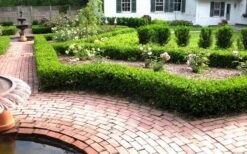 Baby Gem Boxwood - 1 Gallon Pot 15 Baby Gem Boxwood - 1 Gallon Pot -Wilson Bros Gardens Picture Boxwood Baby Gem Hedges