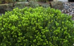 Baby Gem Boxwood - 1 Gallon Pot 16 Baby Gem Boxwood - 1 Gallon Pot -Wilson Bros Gardens Picture Boxwood Baby Gem Leaves