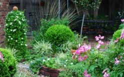 Baby Gem Boxwood - 1 Gallon Pot 17 Baby Gem Boxwood - 1 Gallon Pot -Wilson Bros Gardens Picture Boxwood Baby Gem Specimen