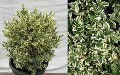 Dwarf Variegated Boxwood - 1 Gallon Pot 12 Dwarf Variegated Boxwood - 1 Gallon Pot -Wilson Bros Gardens Picture Boxwood Dwarf Variegated 1