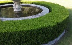 Little Missy Dwarf Boxwood - 1 Gallon Pot -Wilson Bros Gardens Picture Boxwood Franklins Gem Hedge