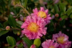 October Magic Carpet Dwarf Camellia - 1 Gallon Pot -Wilson Bros Gardens Picture Camellia Sasanqua October Magic Carpet 1