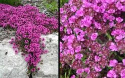 Red Creeping Thyme (Thymus Praecox 'Coccineus') - 5 Pack Of Quart Pots -Wilson Bros Gardens Picture Creeping Thyme Red 4