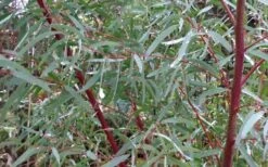 Angus Cold Hardy Eucalyptus Tree (Eucalyptus Nicholii) - 3 Gallon Pot 14 Angus Cold Hardy Eucalyptus Tree (Eucalyptus Nicholii) - 3 Gallon Pot -Wilson Bros Gardens Picture Eucalyptus Tree Anugus Willow Leaf Peppermint 4