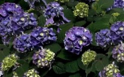 Bloomstruck Endless Summer Hydrangea - 1 Gallon Pot -Wilson Bros Gardens Picture Hydrangea Bloomstruck