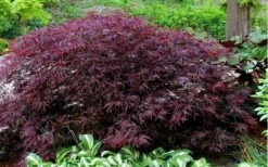 Red Dragon Dwarf Japanese Maple - 1 Gallon Pot -Wilson Bros Gardens Picture Japanese Maple Red Dragon 1