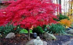 Red Dragon Dwarf Japanese Maple - 1 Gallon Pot -Wilson Bros Gardens Picture Japanese Maple Red Dragon 4 1