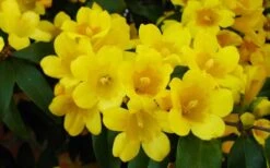 Butterscotch Yellow Jasmine (Jessamine) - Gelsemium Sempervirens - 1 Gallon Pot 16 Butterscotch Yellow Jasmine (Jessamine) - Gelsemium Sempervirens - 1 Gallon Pot -Wilson Bros Gardens Picture Jasmine Butterscotch 2