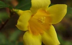 Butterscotch Yellow Jasmine (Jessamine) - Gelsemium Sempervirens - 1 Gallon Pot 15 Butterscotch Yellow Jasmine (Jessamine) - Gelsemium Sempervirens - 1 Gallon Pot -Wilson Bros Gardens Picture Jasmine Butterscotch 4