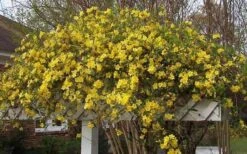 Butterscotch Yellow Jasmine (Jessamine) - Gelsemium Sempervirens - 1 Gallon Pot 14 Butterscotch Yellow Jasmine (Jessamine) - Gelsemium Sempervirens - 1 Gallon Pot -Wilson Bros Gardens Picture Jasmine Butterscotch Jessamine 3