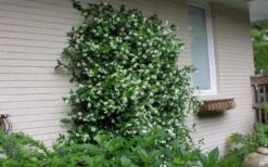 Confederate Jasmine Vine (Trachelospermum Jasminoides) - 3 Gallon Pot -Wilson Bros Gardens Picture Jasmine Confederate On Trellis