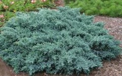 Blue Star Juniper - 2 Gallon Pot -Wilson Bros Gardens Picture Juniper Blue Star