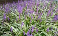 Variegated Liriope - Monkey Grass / Lilyturf - 6 Pack Of Pint Pots -Wilson Bros Gardens Picture Liriope Variegated 1