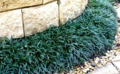 Dwarf Mondo Grass - 18 Count Flat Of Pint Pots -Wilson Bros Gardens Picture Mondo Grass Dwarf 4 1
