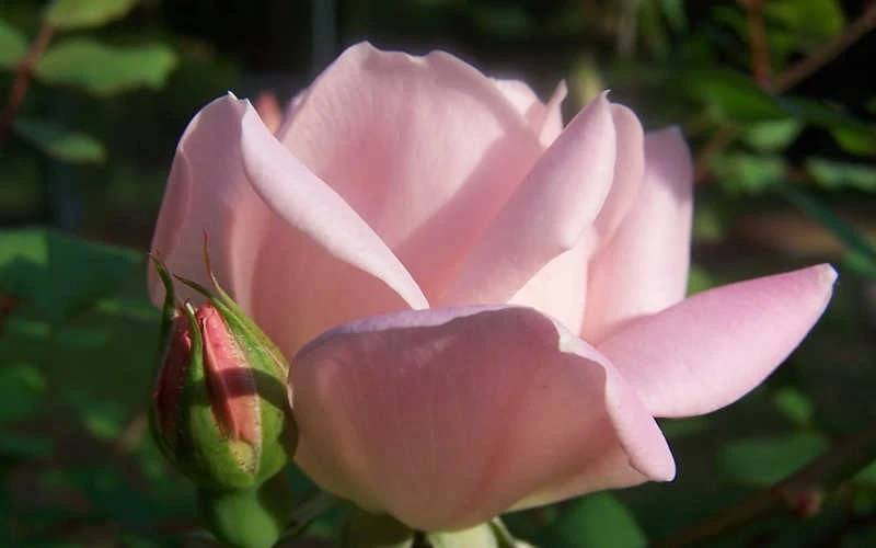 The Georgia Peach Shrub Rose - 1 Gallon Pot 10 The Georgia Peach Shrub Rose - 1 Gallon Pot - Image 8