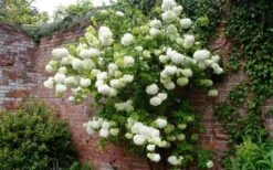 Chinese Snowball Viburnum Bush - 3 Gallon Pot 15 Chinese Snowball Viburnum Bush - 3 Gallon Pot -Wilson Bros Gardens Picture Viburnum Chinese Snowball Espalier