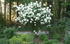 Chinese Snowball Viburnum Bush - 3 Gallon Pot 16 Chinese Snowball Viburnum Bush - 3 Gallon Pot -Wilson Bros Gardens Picture Viburnum Chinese Snowball Tree 1