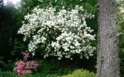 Chinese Snowball Viburnum Bush - 3 Gallon Pot 17 Chinese Snowball Viburnum Bush - 3 Gallon Pot -Wilson Bros Gardens Picture Viburnum Chinese Snowball Tree 2