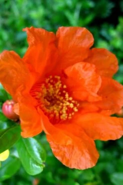 Russian 26 Cold Hardy Pomegranate - 1 Gallon Pot 13 Russian 26 Cold Hardy Pomegranate - 1 Gallon Pot -Wilson Bros Gardens Pomegranate Russian 26 11 2