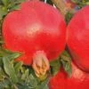 Russian 26 Cold Hardy Pomegranate - 6 Pack Of 1 Gallon Pots 2 Russian 26 Cold Hardy Pomegranate - 6 Pack Of 1 Gallon Pots -Wilson Bros Gardens Pomegranate Russian 26 Rev 500x750 1
