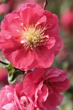 Double Take Pink Storm Flowering Quince - 2 Gallon Pot 11 Double Take Pink Storm Flowering Quince - 2 Gallon Pot -Wilson Bros Gardens Quince Double Take Pink 1
