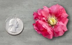 Double Take Pink Storm Flowering Quince - 2 Gallon Pot 10 Double Take Pink Storm Flowering Quince - 2 Gallon Pot -Wilson Bros Gardens Quince Double Take Pink 11